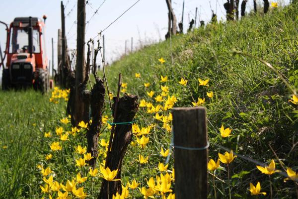 Vin bio dans le Bas-Rhin Vin bio dans le Bas-Rhin
